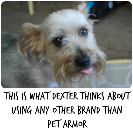 Dexter The Dog